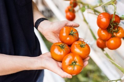 Tomatenteler Mitch met tomaten