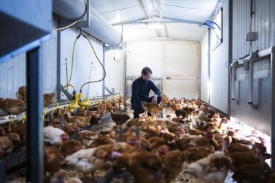 In de mobiele kippenstal bij boerderij De Lekkerbek