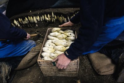 Witloof van Grondwitloof Dewinter