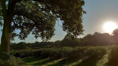 Blueberry Fields