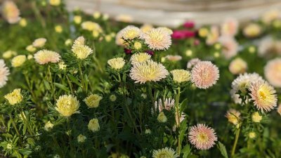 Fleurig bij Hoeve het blokhuis