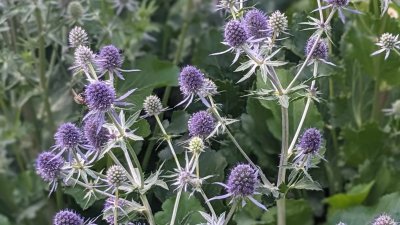 Fleurig bij Hoeve het blokhuis