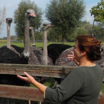 Struisvogelboerderij Schobbejaks Hoogte