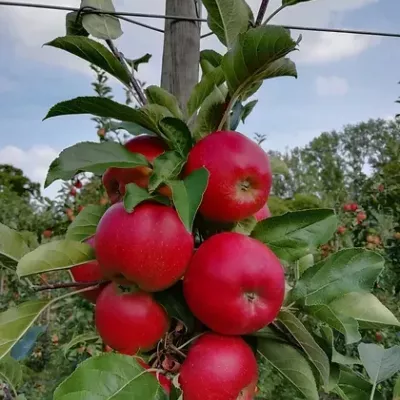 Fruitbedrijf Vets - Spits