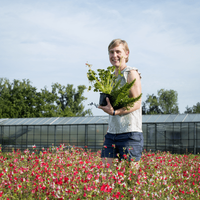 Kruiden Volckaerts 