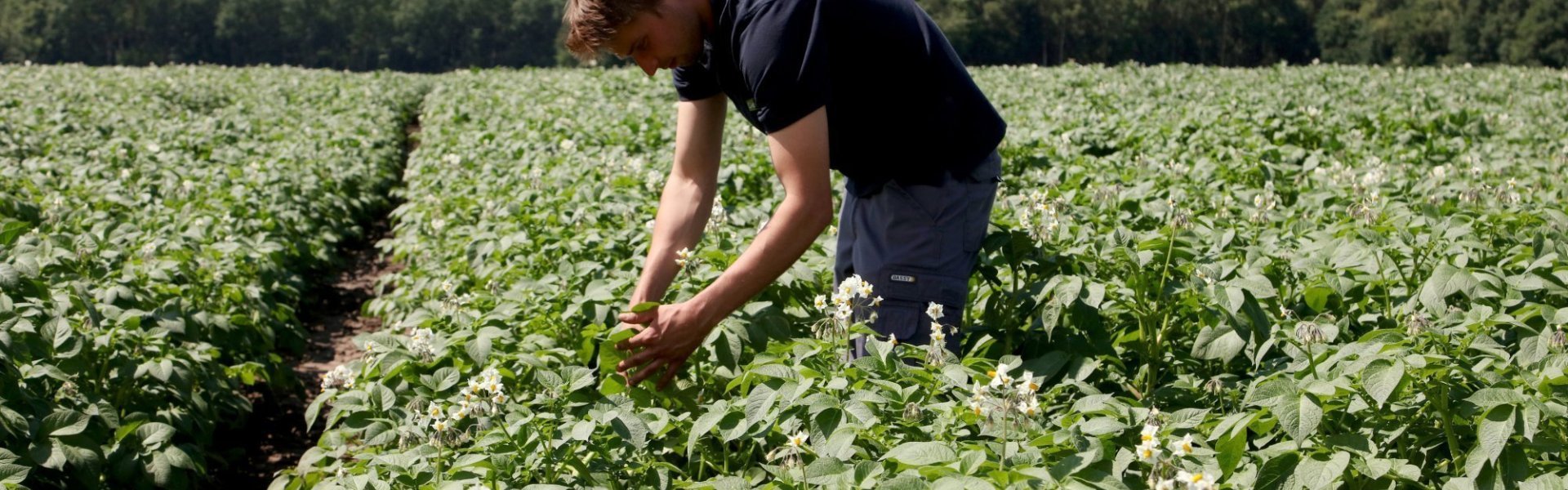 Een aardappelveld in bloei met witte bloemetjes. Aardappelboer staat in het midden van het veld en bekijkt de bloemen zorgvuldig.