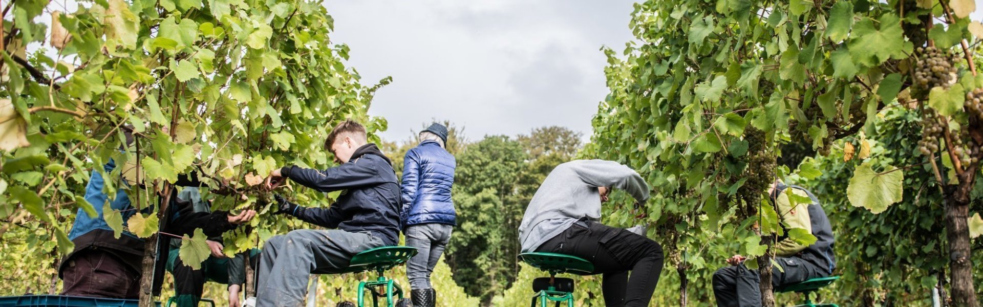 wijngaard druiven plukken 