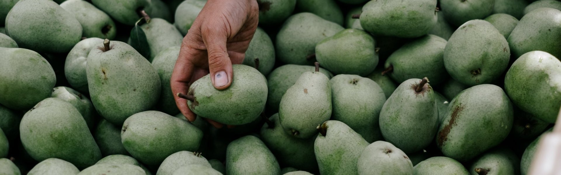 Peren van de Fruithoeve